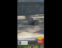 Collab WINY - French fry squirrel at park grass birds