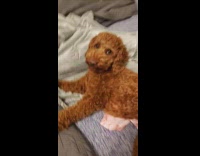 Dog protecting sleeping little girl 