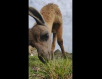 Hungry llama with ear tag eat grass