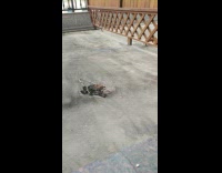 Noisy kitten picked by cat to roof