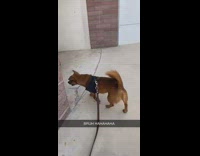 Dog runs upstairs and finds homeless person 