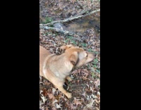 Dog chews stick then run to water
