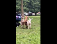 Collab WINY - Couple walk their pet goats at park