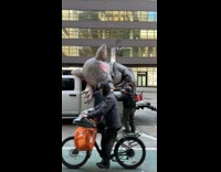 Collab WINY - Men Deflates Giant Inflatable Rat on Car