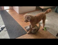 Cat grab and try to wrestle dog