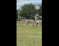 Woman sits while group of duck approaches