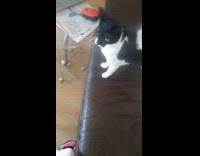 Cat loves to be brushed by owner