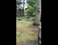 Black pink pig runs around grass dog