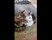 Cats watching daily dose from laptop