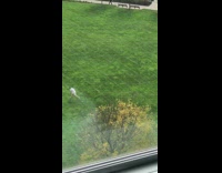 Man white top run catch football grass park Part 1