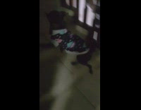 Black pug dog runs away with wallet 