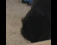 Black cat plays fetch hair elastic tie 