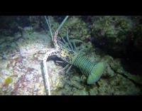 Lobster crawling on seafloor with flash light on it 