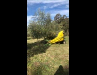 Collab BitchMP - Harvesting olives out of tree with yellow cover 