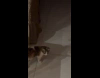 Cat grab plant fall down on her