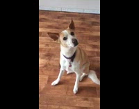 Collab FunBestVids - Dog opens door escapes room hair dryer 