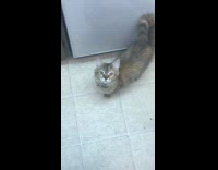 Cat walks into room and meows guy