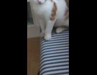 Cat sits on striped blue bench chair 