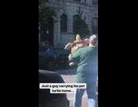 Green shirt guy carries large turtle tortoise 