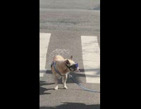 Tiny Dog Crosses Street Wearing Sunglasses 