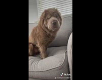 Brown chow chow dog wasnt me sunglasses 