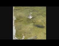 Salmon caught by seal escape ripped open