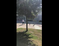 Truck tied to leaning tree drives backwards 