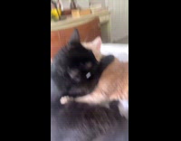 Collab Clips MPUGC - Orange cat cuddling and grooming black cat 