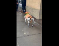 Dog bot with cow head on street