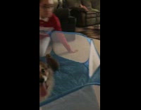 Brown dog barks at bunny rabbit pen 