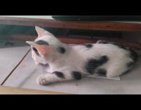 Kitten lay beside keyboard on desk drawer