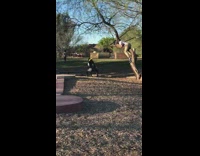 Man hanging on the tree and take pose