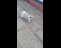 Puppy with orange streak walks