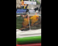 Collab WINY - Three parrot inside cage on shopping cart