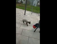 Lamb plays with the pet dog with a ball on the backyard