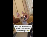 Hand holding dogs mouth closed so it doesnt bark