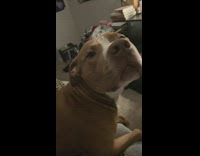 Dog shakes head butt spank