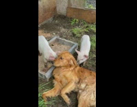 Two pigs lick brown dog lay ground