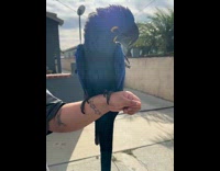 Submitter showing womans pet bird 