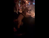 Collab WINY - Dog on a barstool at the bar