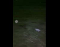 Baby monkey hold onto a kittens back