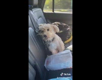 Collab BitchMP - Dog stuffed animal stares at girl car