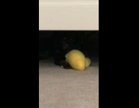 Black chihuahua comes out from under table and bites toy banana
