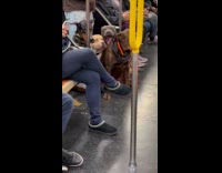 Collab Subway Creatures - Four dogs with no leash ride train