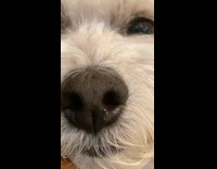 Dog snot running out of nose