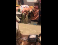 Collab Clips MPUGC - Dog barking at own reflection