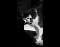 Collab PLC - Two cats lick each other black white filter