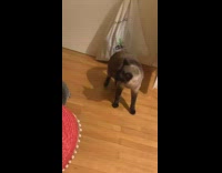 Collab DailyDoseOfInternet - Kitten and older cat funny slap fight