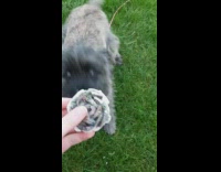 Grey black dog eats treat tail wags 