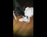 Pet dog cleans and licks the mouth of the other dog